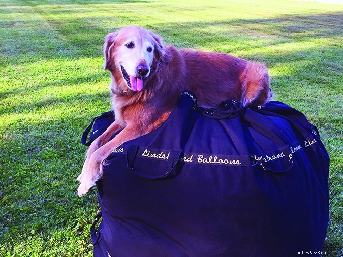 How Dogs Naturally Learn Helpful Cues on Their Own