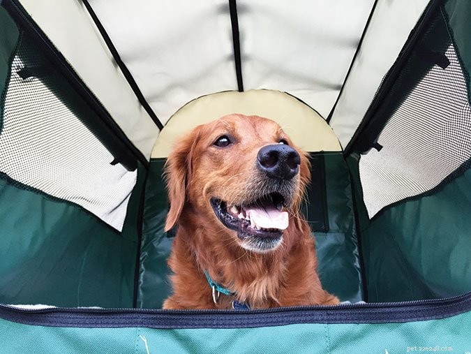 Effective Crate Solutions: Enhancing Your Dog’s Comfort & Safety
