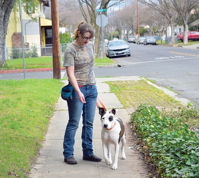 3 Key Reasons Dogs Ignore Your Commands (and How to Fix It)
