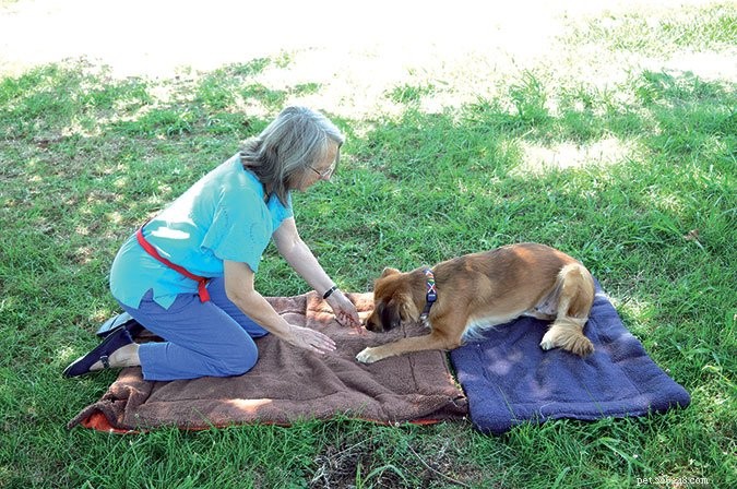3 Key Reasons Dogs Ignore Your Commands (and How to Fix It)