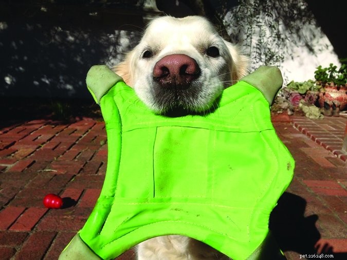 Teaching Your Australian Kelpie an Effective Off‑Switch Cue