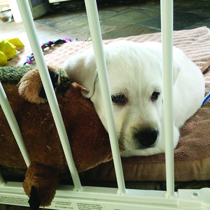 Top 5 Expert Dog Training Tips for Successful Puppy Development