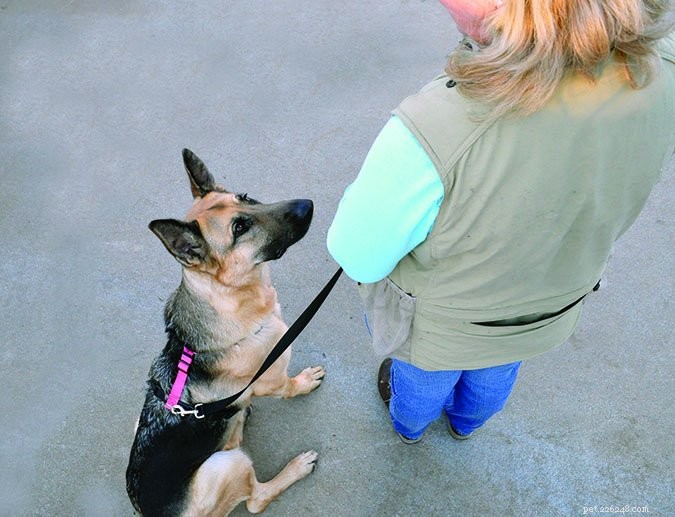Mastering Your Dog’s Sit: A Step‑by‑Step Shaping Guide