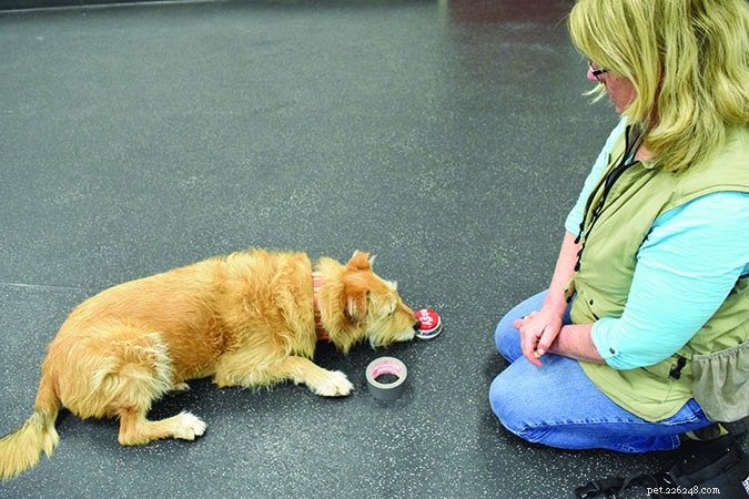 Teach Your Dog to Name Objects: A Step‑by‑Step Guide