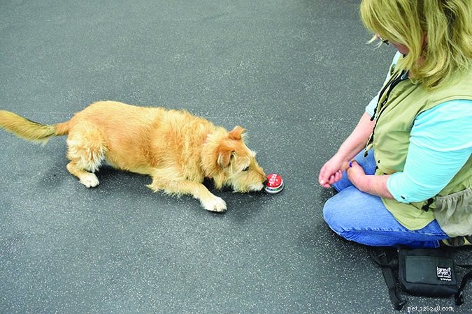 Teach Your Dog to Name Objects: A Step‑by‑Step Guide