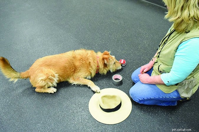 Teach Your Dog to Name Objects: A Step‑by‑Step Guide