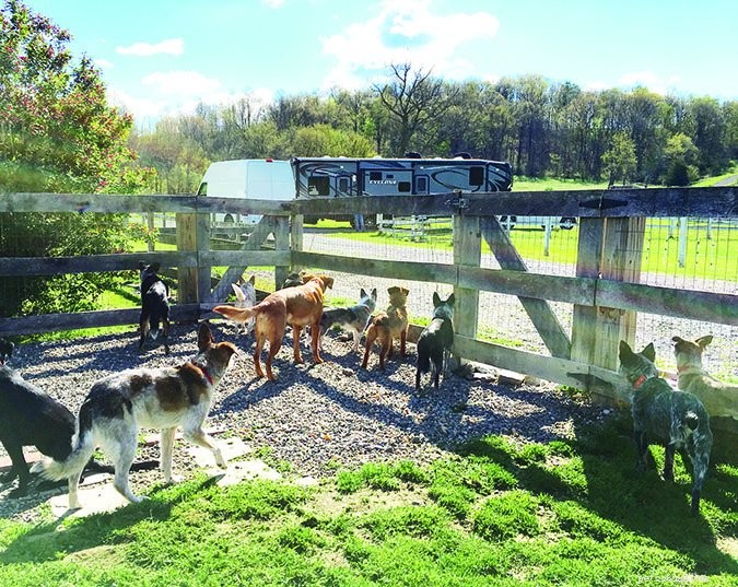Marvelous Mutts: Non-Pedigree Canine Competitions & Enthusiast Spotlight