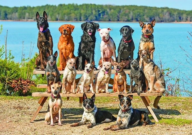 Marvelous Mutts: Non-Pedigree Canine Competitions & Enthusiast Spotlight