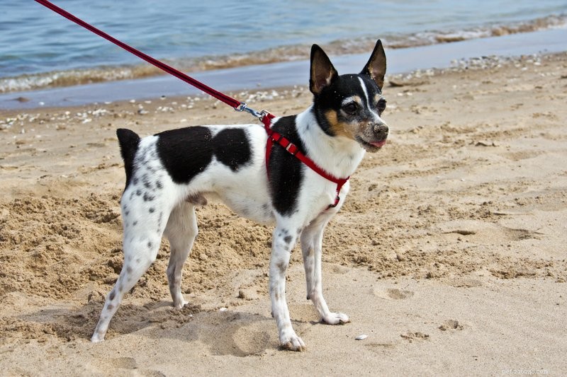 Dog Collars vs. Harnesses: Which Is Best for Safety and Training