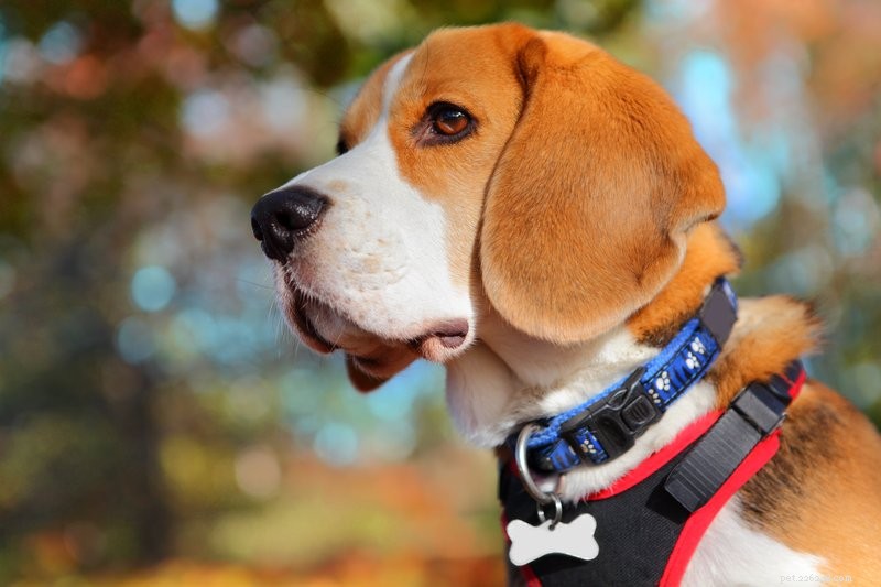 Dog Collars vs. Harnesses: Which Is Best for Safety and Training