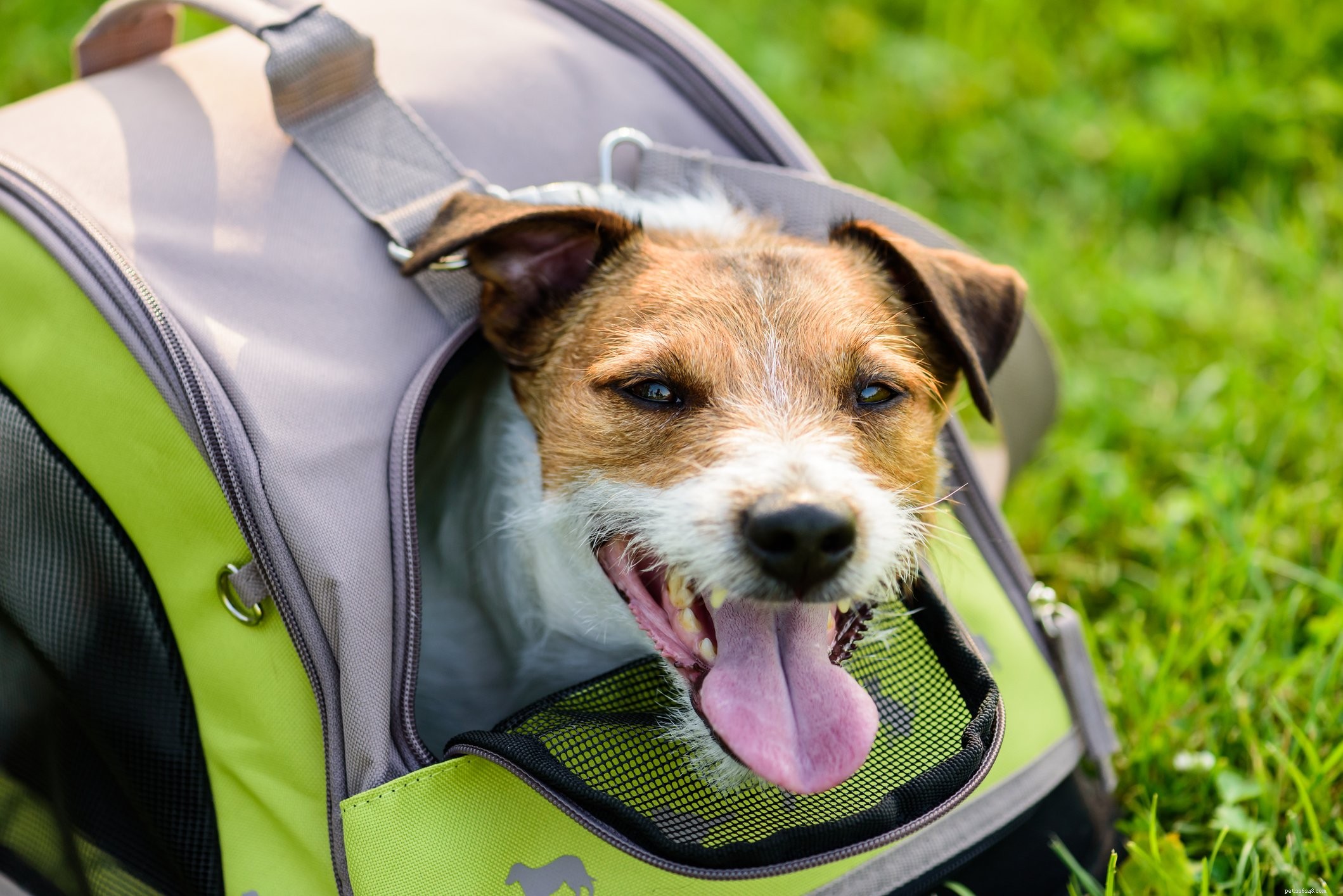 Choosing the Right Dog Crate: A Comprehensive Guide for Training Success