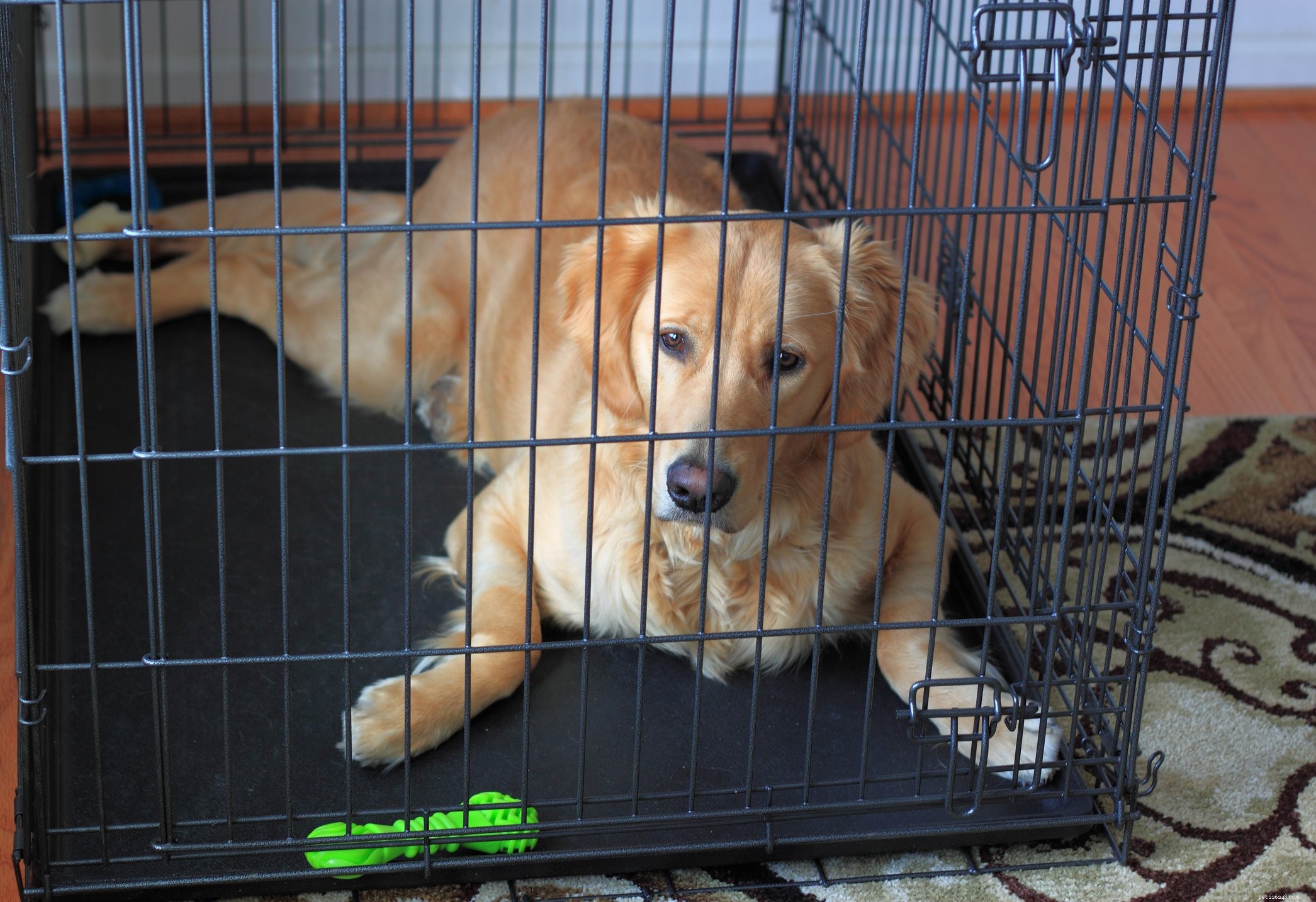 Choosing the Right Dog Crate: A Comprehensive Guide for Training Success