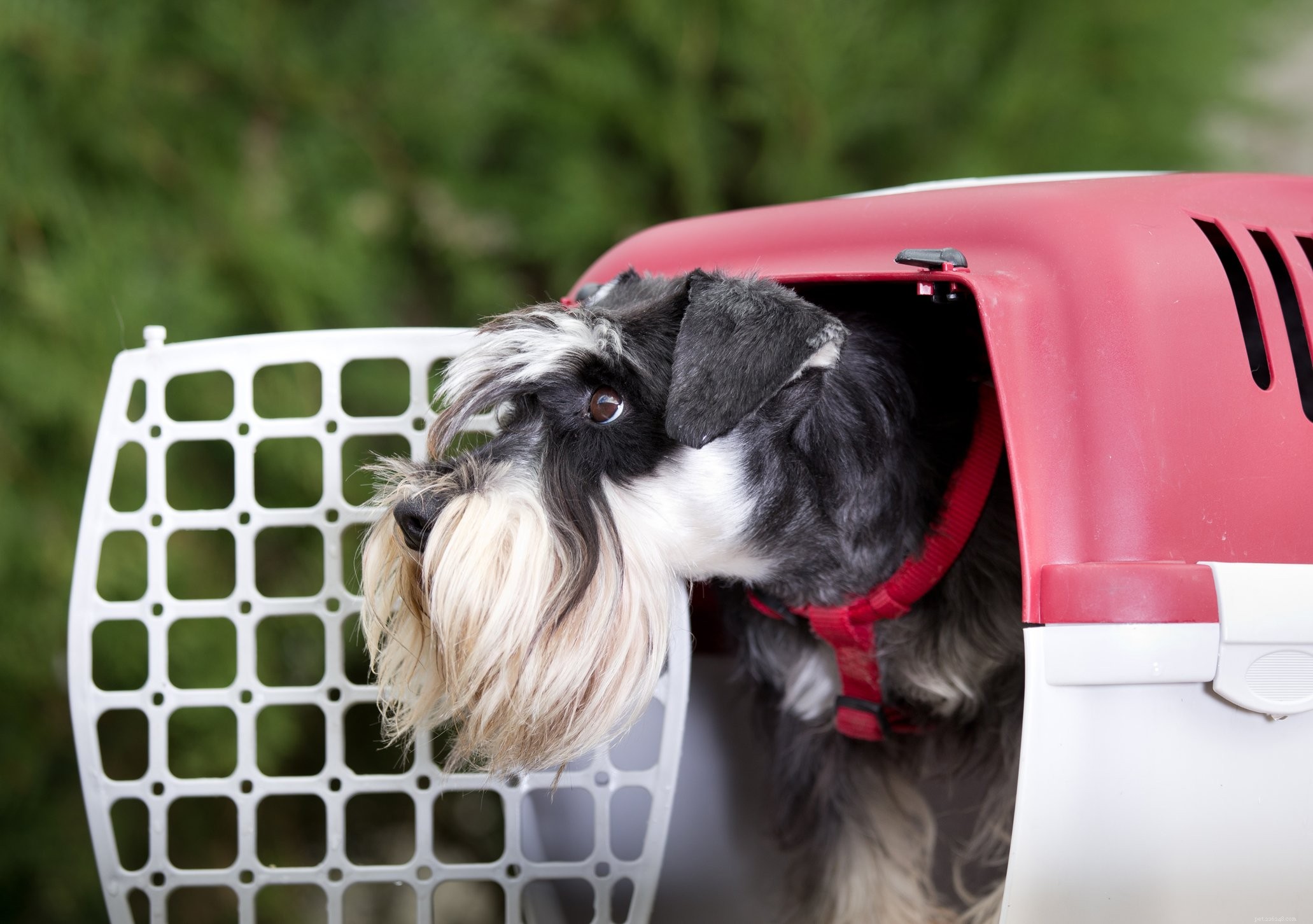 Choosing the Right Dog Crate: A Comprehensive Guide for Training Success