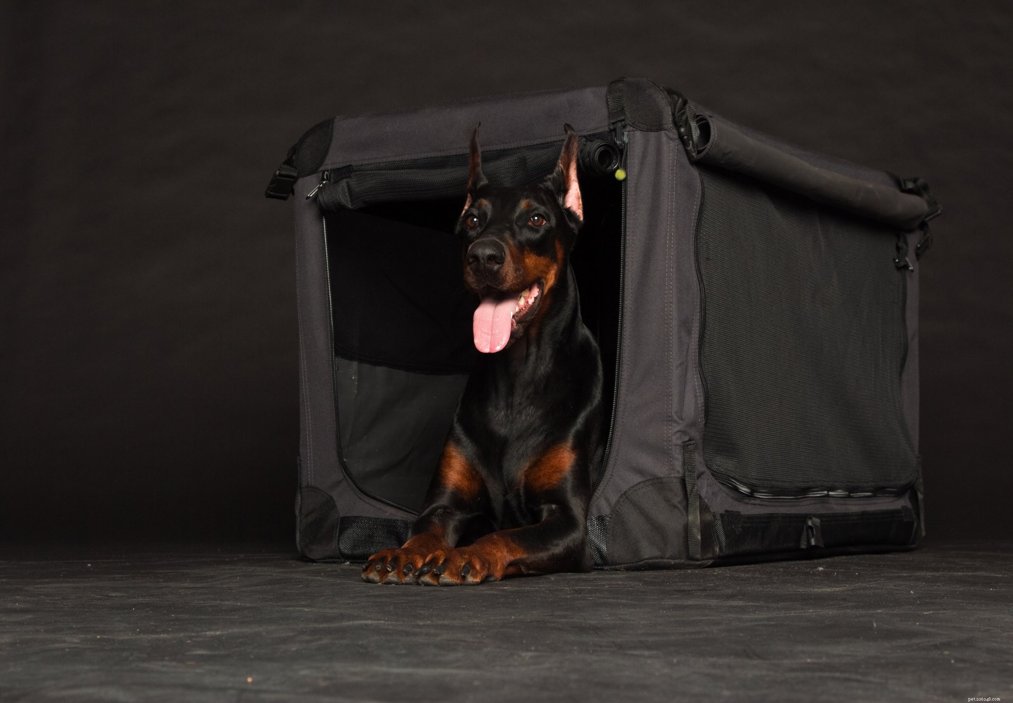 Choosing the Right Dog Crate: A Comprehensive Guide for Training Success