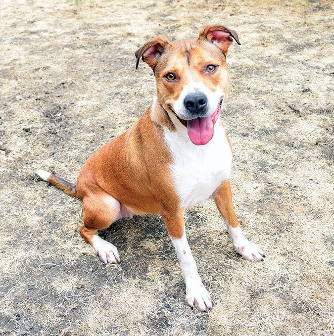 Do Dogs Possess Cognitive Abilities? Exploring Canine Intelligence