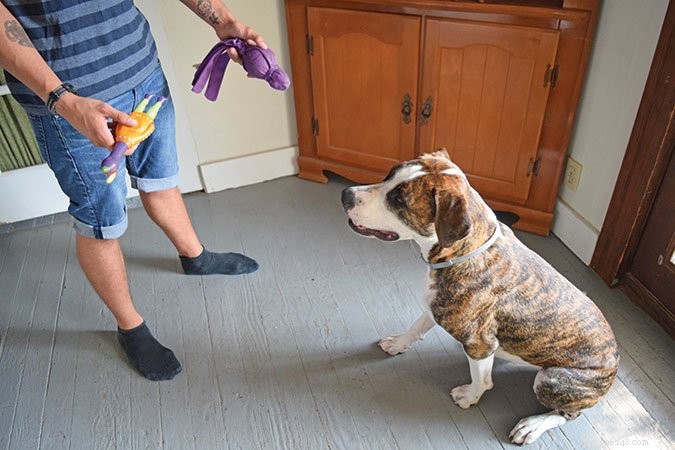 Do Dogs Possess Cognitive Abilities? Exploring Canine Intelligence