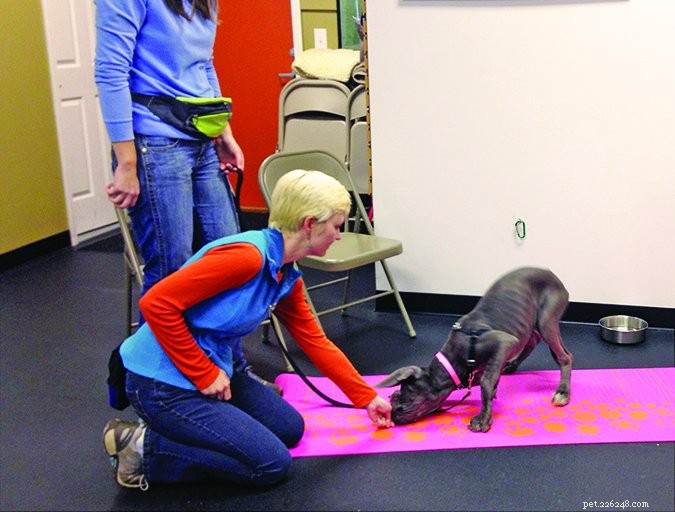 Seven Proven Habits for Highly Effective Dog Owners