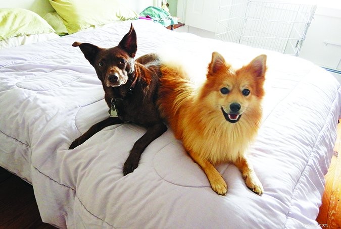 Proven Strategies to Keep Dogs Off Furniture—A Practical Guide