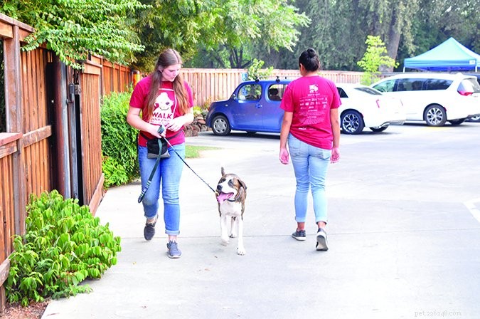Train Your Dog to Greet Calmly: A Step‑by‑Step Guide