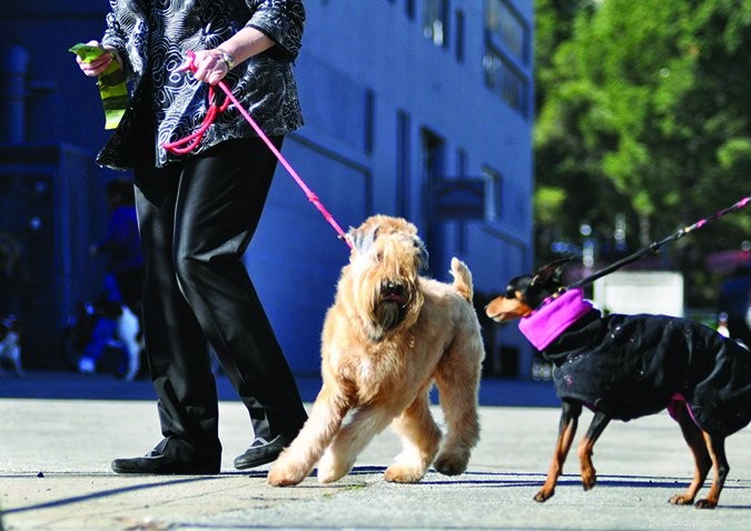 Train Your Dog to Greet Calmly: A Step‑by‑Step Guide