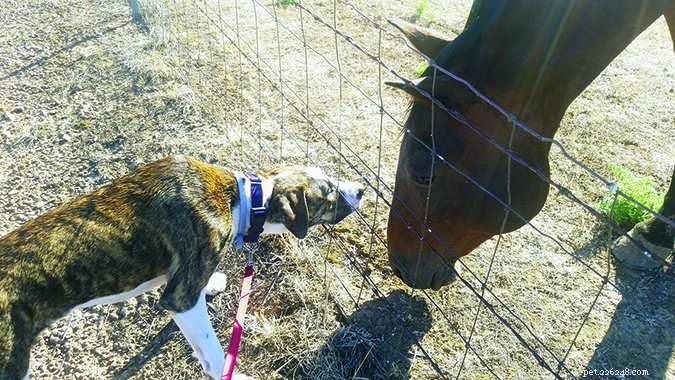 Train Your Dog to Greet Calmly: A Step‑by‑Step Guide