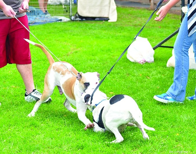 Train Your Dog to Greet Calmly: A Step‑by‑Step Guide