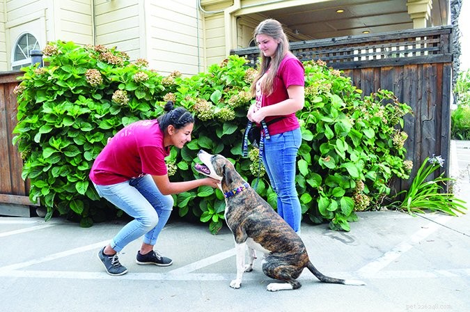 Train Your Dog to Greet Calmly: A Step‑by‑Step Guide