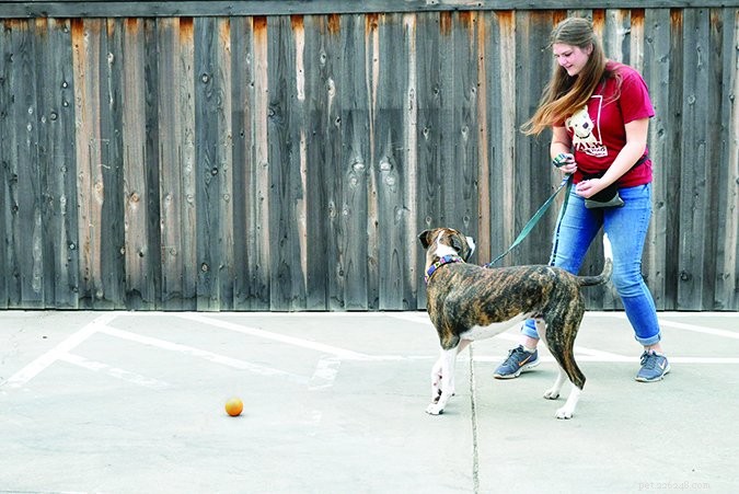 Teach Your Dog to Walk Away on Command: A Proven Step-by-Step Guide