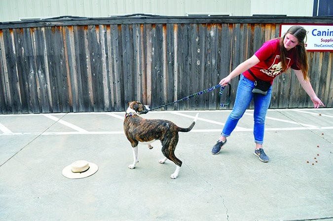Teach Your Dog to Walk Away on Command: A Proven Step-by-Step Guide