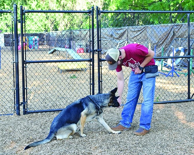 Mastering the Art of Lure Training: Guide Your Dog with Treats