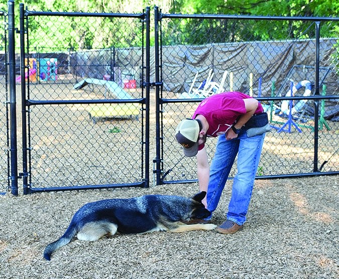 Mastering the Art of Lure Training: Guide Your Dog with Treats