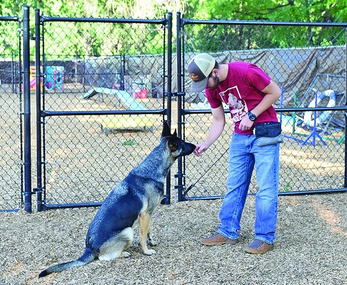 Mastering the Art of Lure Training: Guide Your Dog with Treats