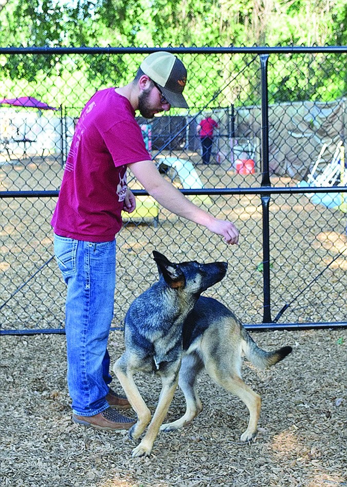 Mastering the Art of Lure Training: Guide Your Dog with Treats