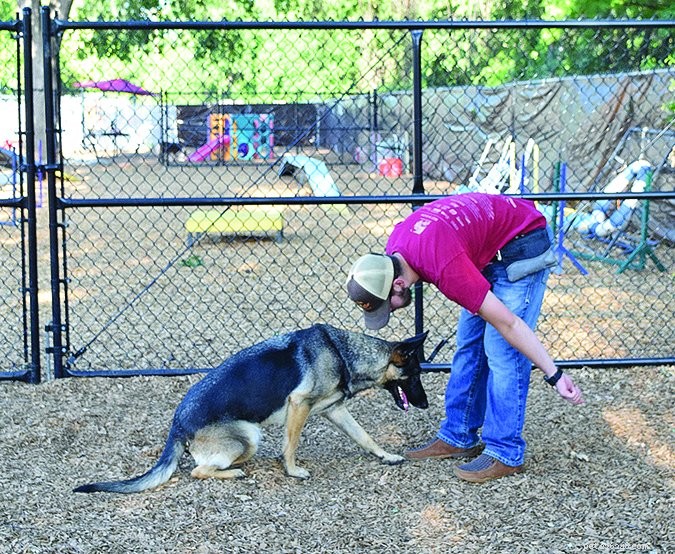 Mastering the Art of Lure Training: Guide Your Dog with Treats