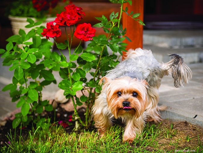 Expert Guide: Master Potty Training Your Dog in Weeks