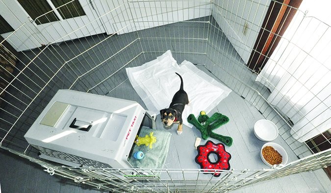 Expert Guide: Master Potty Training Your Dog in Weeks