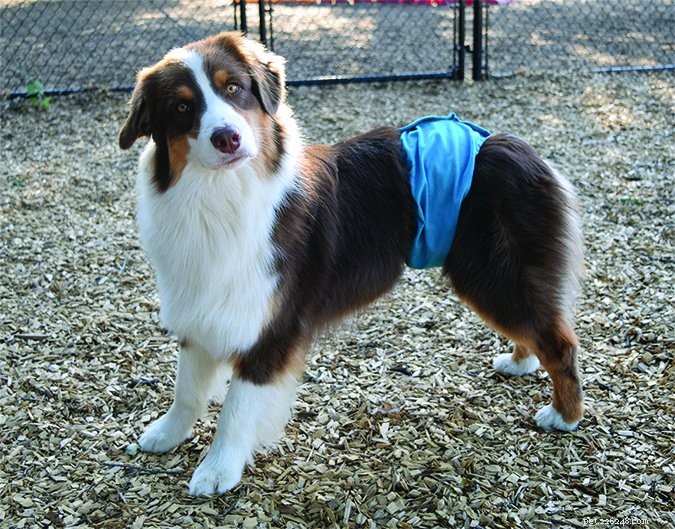 Expert Guide: Master Potty Training Your Dog in Weeks