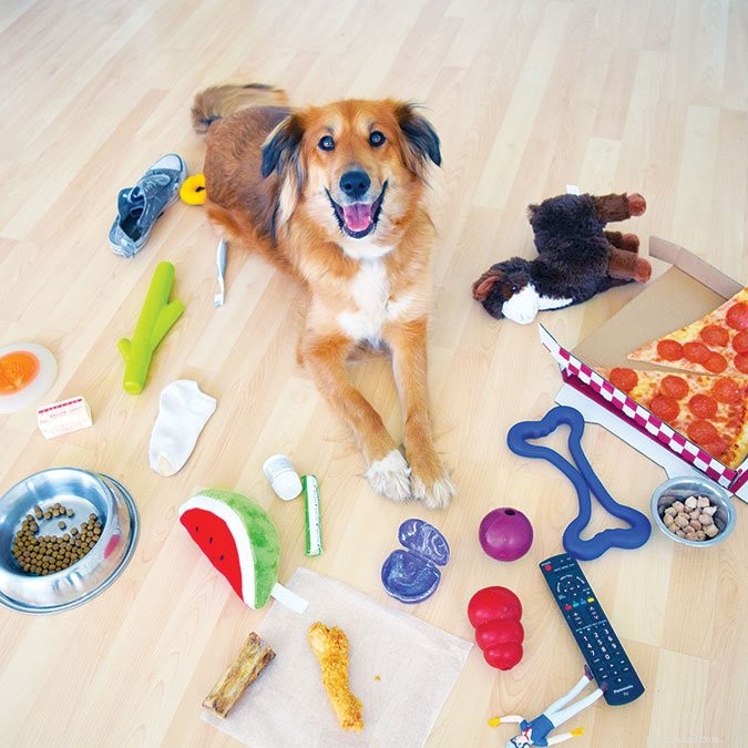 Teach Your Dog the  Leave It  Command: A Step-by-Step Guide to Impulse Control