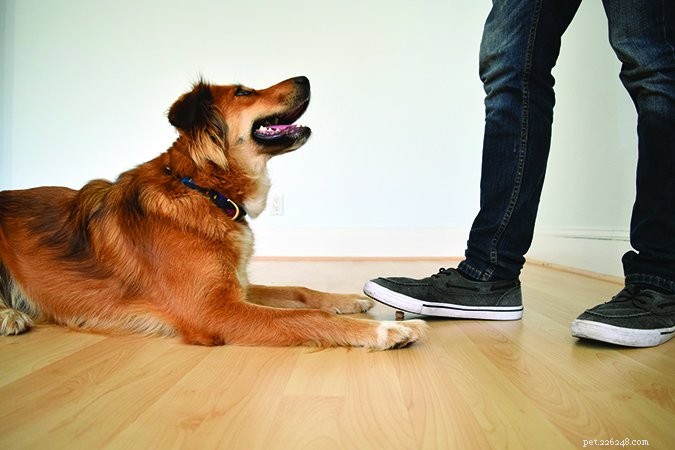 Teach Your Dog the  Leave It  Command: A Step-by-Step Guide to Impulse Control