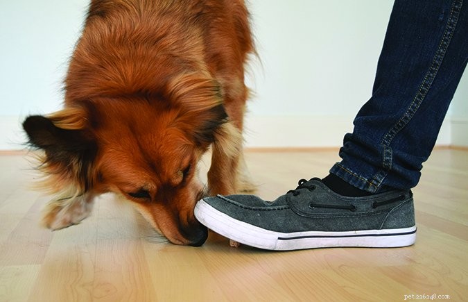 Teach Your Dog the  Leave It  Command: A Step-by-Step Guide to Impulse Control