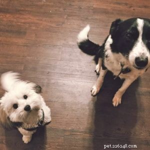 Expert Guide to Living With and Training a Blind Dog