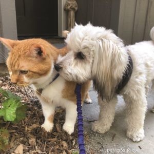 Expert Guide to Living With and Training a Blind Dog