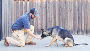 Mastering Verbal Cues: Train Your Dog to Respond Without Hand Signals