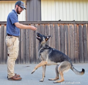 Mastering Verbal Cues: Train Your Dog to Respond Without Hand Signals