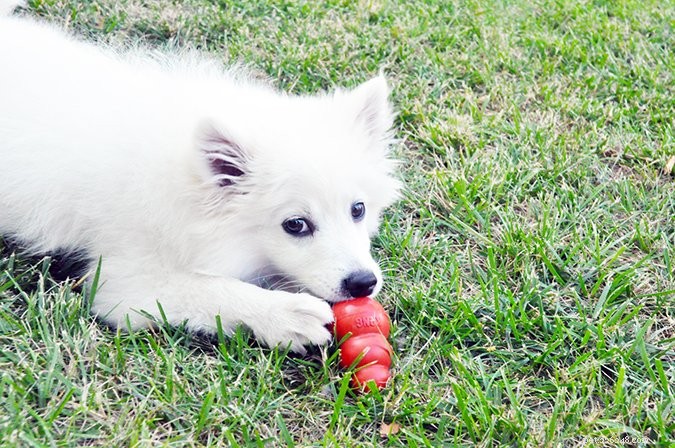 Top Food-Dispensing Dog Toys of 2024: Boost Training and Keep Your Pet Engaged