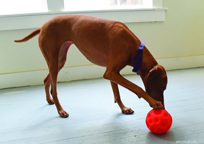 Top Food-Dispensing Dog Toys of 2024: Boost Training and Keep Your Pet Engaged