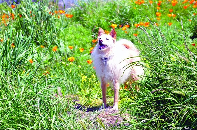 How to Calm Your Dog Around Bees: A Step‑by‑Step Guide