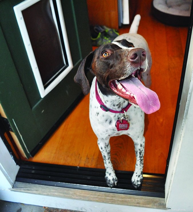 How to Calm Your Dog Around Bees: A Step‑by‑Step Guide