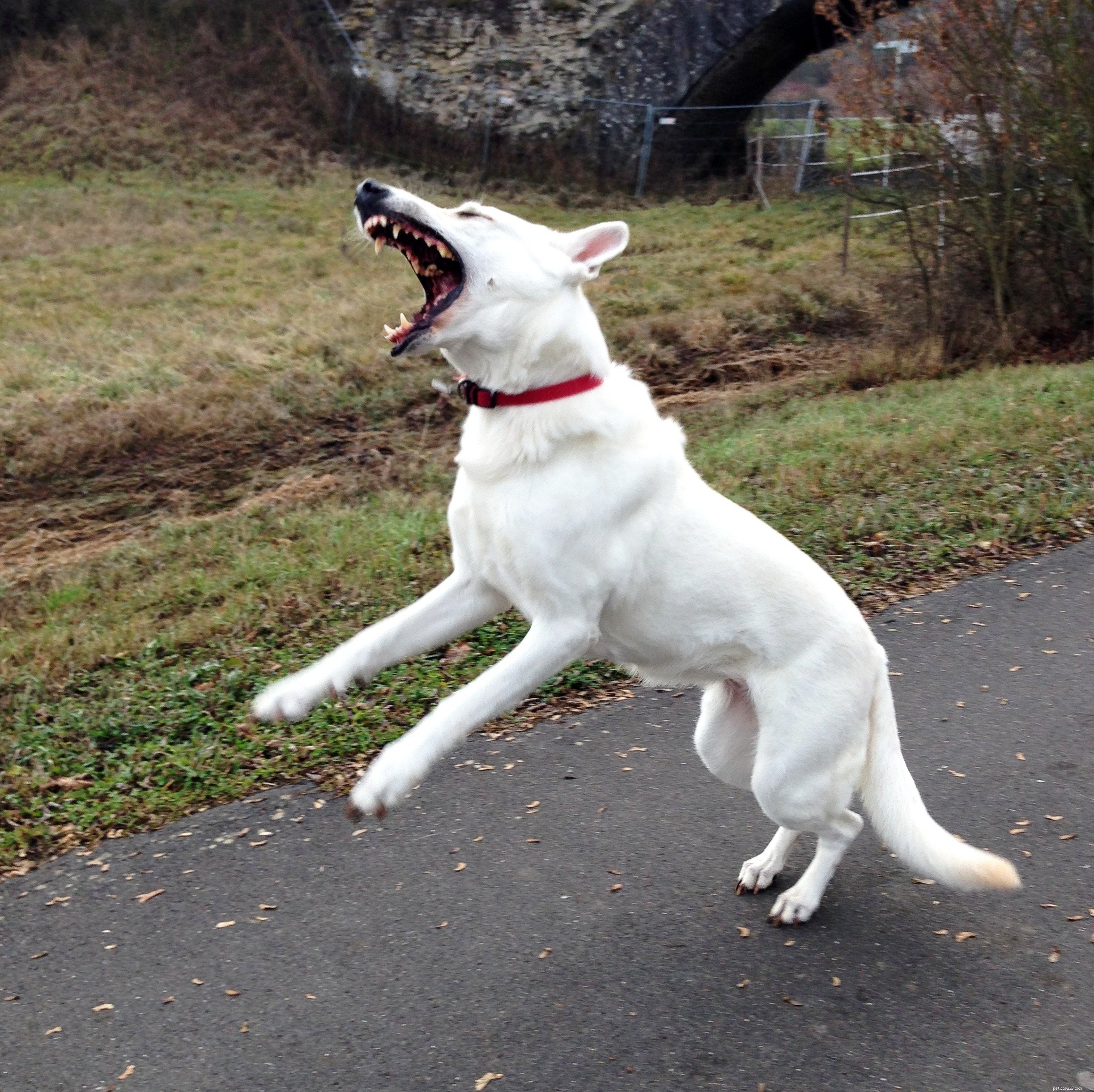 Autism in Dogs: Identifying Symptoms and Providing Support