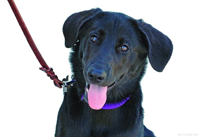 Proactive Dog Training: Preventing Bad Habits Before They Start